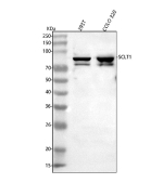 Western blot analysis of SCLT1 using anti-SCLT1 antibody. Lane 1: human 293T whole cell lysates, Lane 2: human COLO320 whole cell lysates. After electrophoresis, proteins were transferred to a nitrocellulose membrane at 150 mA for 50-90 minutes. Blocked the membrane with 5% non-fat milk/TBS for 1.5 hour at RT. The membrane was incubated with rabbit anti-SCLT1 antibody at 0.5 ug/ml overnight at 4oC, then washed with TBS-0.1%Tween 3 times with 5 minutes each and probed with a goat anti-rabbit IgG-HRP secondary antibody at a dilution of 1:5000 for 1.5 hour at RT. The signal was developed using enhanced chemiluminescent. SCLT1 (~81 kDa predicted) was detected as a doublet between ~70-85 kDa, consistent with phosphorylation-dependent mobility differences and reported SCLT1 isoforms.