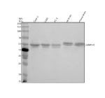 Western blot analysis of HAPLN1 using anti-HAPLN1 antibody. Electrophoresis was performed on a 10% SDS-PAGE gel at 80V (Stacking gel) / 120V (Resolving gel) for 2 hours. Lane 1: human Caco-2 whole cell lysates, Lane 2: human U2OS whole cell lysates, Lane 3: human PC-3 whole cell lysates, Lane 4: rat brain tissue lysates, Lane 5: mouse brain tissue lysates. After electrophoresis, proteins were transferred to a nitrocellulose membrane at 150 mA for 50-90 minutes. Blocked the membrane with 5% non-fat milk/TBS for 1.5 hour at RT. The membrane was incubated with rabbit anti-HAPLN1 antibody at 0.5 ug/ml overnight at 4oC, then washed with TBS-0.1%Tween 3 times with 5 minutes each and probed with a goat anti-rabbit IgG-HRP secondary antibody at a dilution of 1:5000 for 1.5 hour at RT. The signal was developed using an ECL Plus Western Blotting Substrate. HAPLN1 (~41 kDa predicted) was detected as a doublet at ~48-50 kDa, consistent with the presence of differentially glycosylated or partially processed forms of this extracellular matrix link protein.