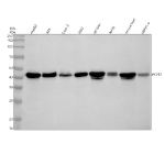 Western blot analysis of PCYT2 using anti-PCYT2 antibody. Electrophoresis was performed on a 10% SDS-PAGE gel at 80V (Stacking gel) / 120V (Resolving gel) for 2 hours. Lane 1: human HepG2 whole cell lysates, Lane 2: human RT4 whole cell lysates, Lane 3: human Caco-2 whole cell lysates, Lane 4: human K562 whole cell lysates, Lane 5: rat liver tissue lysates, Lane 6: rat RH35 whole cell lysates, Lane 7: mouse liver tissue lysates, Lane 8: mouse HEPA1-6 whole cell lysates. After electrophoresis, proteins were transferred to a nitrocellulose membrane at 150 mA for 50-90 minutes. Blocked the membrane with 5% non-fat milk/TBS for 1.5 hour at RT. The membrane was incubated with rabbit anti-PCYT2 antibody at 0.5 ug/ml overnight at 4oC, then washed with TBS-0.1%Tween 3 times with 5 minutes each and probed with a goat anti-rabbit IgG-HRP secondary antibody at a dilution of 1:5000 for 1.5 hour at RT. The signal was developed using an ECL Plus Western Blotting Substrate. The expected molecular weight of PCYT2 is ~44 kDa.