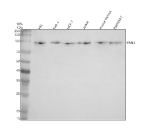 Western blot analysis of PAN3 using anti-PAN3 antibody. Electrophoresis was performed on a 10% SDS-PAGE gel at 80V (Stacking gel) / 120V (Resolving gel) for 2 hours. Lane 1: human HEL whole cell lysates, Lane 2: human THP-1 whole cell lysates, Lane 3: human MCF-7 whole cell lysates, Lane 4: human Jurkat whole cell lysates, Lane 5: mouse thymus tissue lysates, Lane 6: mouse RAW264.7 whole cell lysates. After electrophoresis, proteins were transferred to a nitrocellulose membrane at 150 mA for 50-90 minutes. Blocked the membrane with 5% non-fat milk/TBS for 1.5 hour at RT. The membrane was incubated with rabbit anti-PAN3 antibody at 0.5 ug/ml overnight at 4oC, then washed with TBS-0.1%Tween 3 times with 5 minutes each and probed with a goat anti-rabbit IgG-HRP secondary antibody at a dilution of 1:5000 for 1.5 hour at RT. The signal was developed using an ECL Plus Western Blotting Substrate. The expected molecular weight of PAN3 is ~96 kDa.