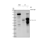 Immunoprecipitation of TSR1 in Hela whole cell lysate. Western blot analysis of TSR1 using anti-TSR1 antibody. Lane 1: Hela whole cell lysates (30ug), Lane 2: Rabbit control IgG instead of anti-TSR1 antibody in Hela whole cell lysate, Lane 3: anti-TSR1 antibody (2ug) + Hela whole cell lysate (500ug). After electrophoresis, proteins were transferred to a membrane. Then the membrane was incubated with rabbit anti-TSR1 antibody at a dilution of 0.5 ug/ml and probed with a goat anti-rabbit IgG-HRP secondary antibody. The signal is developed using ECL Plus Western Blotting Substrate. The expected molecular weight of TSR1 is ~92 kDa.