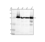 Western blot analysis of TSR1 using anti-TSR1 antibody. Electrophoresis was performed on a 8% SDS-PAGE gel at 80V (Stacking gel) / 120V (Resolving gel) for 2 hours. Lane 1: human 293T whole cell lysates, Lane 2: human Hela whole cell lysates, Lane 3: human U251 whole cell lysates, Lane 4: human Caco-2 whole cell lysates. After electrophoresis, proteins were transferred to a nitrocellulose membrane at 150 mA for 50-90 minutes. Blocked the membrane with 5% non-fat milk/TBS for 1.5 hour at RT. The membrane was incubated with rabbit anti-TSR1 antibody at 0.5 ug/ml overnight at 4oC, then washed with TBS-0.1%Tween 3 times with 5 minutes each and probed with a goat anti-rabbit IgG-HRP secondary antibody at a dilution of 1:5000 for 1.5 hour at RT. The signal was developed using an ECL Plus Western Blotting Substrate. TSR1 (~92 kDa predicted) was detected as a band just above ~100 kDa in multiple human cell lines, consistent with previously reported SDS-PAGE migration of endogenous TSR1 in studies of human pre-40S ribosome biogenesis.