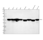 Western blot analysis of SNX16 using anti-SNX16 antibody. Electrophoresis was performed on a 10% SDS-PAGE gel at 80V (Stacking gel) / 120V (Resolving gel) for 2 hours. Lane 1: human U2OS whole cell lysates, Lane 2: human MCF-7 whole cell lysates, Lane 3: human PC-3 whole cell lysates, Lane 4: human whole cell lysates, Lane 5: rat brain tissue lysates, Lane 6: rat C6 whole cell lysates, Lane 7: mouse brain tissue lysates, Lane 8: mouse Neuro-2a whole cell lysates. After electrophoresis, proteins were transferred to a nitrocellulose membrane at 150 mA for 50-90 minutes. Blocked the membrane with 5% non-fat milk/TBS for 1.5 hour at RT. The membrane was incubated with rabbit anti-SNX16 antibody at 0.5 ug/ml overnight at 4oC, then washed with TBS-0.1%Tween 3 times with 5 minutes each and probed with a goat anti-rabbit IgG-HRP secondary antibody at a dilution of 1:5000 for 1.5 hour at RT. The signal was developed using an ECL Plus Western Blotting Substrate. SNX16 (~39 kDa predicted) was detected as a major band at ~50 kDa, consistent with reduced SDS binding and phosphorylation-dependent mobility shifts typical of coiled-coil PX domain proteins. A minor faster band (~45 kDa) likely represents a dephosphorylated species.