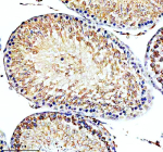 Immunohistochemical staining of STX5 using anti-STX5 antibody. STX5 was detected in a paraffin-embedded section of rat testis tissue. Heat mediated antigen retrieval was performed in EDTA buffer (pH 8.0, epitope retrieval solution). The tissue section was blocked with 10% goat serum. The tissue section was then incubated with 2 ug/ml rabbit anti-STX5 antibody overnight at 4oC. Peroxidase Conjugated Goat Anti-rabbit IgG was used as secondary antibody and incubated for 30 minutes at 37oC. The tissue section was developed using an HRP secondary and DAB substrate.