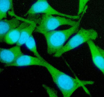 Immunofluorescent staining of STX5 using anti-STX5 antibody (green). STX5 was detected in an immunocytochemical section of Hela cells. Enzyme antigen retrieval was performed using IHC enzyme antigen retrieval reagent for 15 mins. The cells were blocked with 10% goat serum. And then incubated with 5 ug/ml rabbit anti-STX5 antibody overnight at 4oC. DyLight 488 Conjugated Goat Anti-Rabbit IgG was used as secondary antibody at 1:500 dilution and incubated for 30 minutes at 37oC. The section was counterstained with DAPI nuclear stain (blue). Visualize using a fluorescence microscope and filter sets appropriate for the label used.