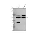 Western blot analysis of PAX7 using anti-PAX7 antibody. Electrophoresis was performed on a 10% SDS-PAGE gel at 80V (Stacking gel) / 120V (Resolving gel) for 2 hours. Lane 1: rat brain tissue lysates, Lane 2: mouse brain tissue lysates. After electrophoresis, proteins were transferred to a nitrocellulose membrane at 150 mA for 50-90 minutes. Blocked the membrane with 5% non-fat milk/TBS for 1.5 hour at RT. The membrane was incubated with rabbit anti-PAX7 antibody at 0.5 ug/ml overnight at 4oC, then washed with TBS-0.1%Tween 3 times with 5 minutes each and probed with a goat anti-rabbit IgG-HRP secondary antibody at a dilution of 1:5000 for 1.5 hour at RT. The signal was developed using an ECL Plus Western Blotting Substrate. PAX7 (~55 kDa predicted) was detected as a major band at the expected molecular weight and a second, slower-migrating band at ~65 kDa, consistent with phosphorylation-dependent modification of PAX7 described in previous studies.