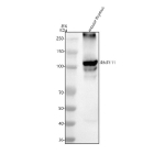 Western blot analysis of RNF111 using anti-RNF111 antibody. Lane 1: mouse thymus tissue lysates. After electrophoresis, proteins were transferred to a nitrocellulose membrane at 150 mA for 50-90 minutes. Blocked the membrane with 5% non-fat milk/TBS for 1.5 hour at RT. The membrane was incubated with rabbit anti-RNF111 antibody at 0.5 ug/ml overnight at 4oC, then washed with TBS-0.1%Tween 3 times with 5 minutes each and probed with a goat anti-rabbit IgG-HRP secondary antibody at a dilution of 1:5000 for 1.5 hour at RT. The signal was developed using enhanced chemiluminescent. RNF111 (~107 kDa predicted) was detected as a major band near 105â110 kDa with additional higher and lower molecular weight species. The upper bands likely correspond to ubiquitinated or phosphorylated RNF111 forms, while the lower bands may represent shorter isoforms or proteolytic fragments, consistent with prior reports.