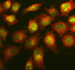Immunofluorescent staining of RNF111 using anti-RNF111 antibody (green) and anti-Beta Tubulin antibody (red). RNF111 was detected in immunocytochemical section of cell. Enzyme antigen retrieval was performed using IHC enzyme antigen retrieval reagent for 15 mins. The cells were blocked with 10% goat serum. And then incubated with 5 ug/ml rabbit anti-RNF111 antibody and mouse anti-Beta Tubulin antibody overnight at 4oC. DyLight 488 Conjugated Goat Anti-Rabbit IgG and DyLight 550 Conjugated Goat Anti-Mouse IgG were used as secondary antibody at 1:500 dilution and incubated for 30 minutes at 37oC. Visualize using a fluorescence microscope and filter sets appropriate for the label used.