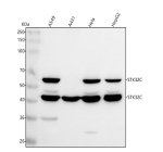 Western blot analysis of STK32C using anti-STK32C antibody. Lane 1: human whole cell lysates, Lane 2: human whole cell lysates, Lane 3: human Hela whole cell lysates, Lane 4: human HepG2 whole cell lysates. After electrophoresis, proteins were transferred to a nitrocellulose membrane at 150 mA for 50-90 minutes. Blocked the membrane with 5% non-fat milk/TBS for 1.5 hour at RT. The membrane was incubated with rabbit anti-STK32C antibody at 0.5 ug/ml overnight at 4oC, then washed with TBS-0.1%Tween 3 times with 5 minutes each and probed with a goat anti-rabbit IgG-HRP secondary antibody at a dilution of 1:5000 for 1.5 hour at RT. The signal was developed using enhanced chemiluminescent. STK32C (~55 kDa predicted) was detected as a major band at ~60 kDa, consistent with the known canonical isoform migrating slightly above its calculated molecular weight, and a minor band at ~43 kDa, which may represent a shorter splice variant or proteolytic fragment of STK32C.