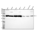 Western blot analysis of RPL14 using anti-RPL14 antibody. Lane 1: human 293T whole cell lysates, Lane 2: human HepG2 whole cell lysates, Lane 3: human Hela whole cell lysates, Lane 4: human MCF-7 whole cell lysates, Lane 5: rat liver tissue lysates, Lane 6: mouse liver tissue lysates, Lane 7: mouse NIH/3T3 whole cell lysates. After electrophoresis, proteins were transferred to a nitrocellulose membrane at 150 mA for 50-90 minutes. Blocked the membrane with 5% non-fat milk/TBS for 1.5 hour at RT. The membrane was incubated with rabbit anti-RPL14 antibody at 0.5 ug/ml overnight at 4oC, then washed with TBS-0.1%Tween 3 times with 5 minutes each and probed with a goat anti-rabbit IgG-HRP secondary antibody at a dilution of 1:5000 for 1.5 hour at RT. The signal was developed using enhanced chemiluminescent. RPL14 (~23 kDa predicted) was detected as a single band at ~26 kDa, consistent with reported SDS-PAGE migration for RPL14 and with common N-terminal acetylation of ribosomal proteins that increases apparent molecular weight.