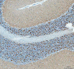 Immunohistochemical staining of SNCB using anti-SNCB antibody. SNCB was detected in a paraffin-embedded section of rat cerebellum tissue. Heat mediated antigen retrieval was performed in EDTA buffer (pH 8.0, epitope retrieval solution). The tissue section was blocked with 10% goat serum. The tissue section was then incubated with 2 ug/ml rabbit anti-SNCB antibody overnight at 4oC. Peroxidase Conjugated Goat Anti-rabbit IgG was used as secondary antibody and incubated for 30 minutes at 37oC. The tissue section was developed using an HRP secondary and DAB substrate.