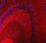 Immunofluorescent staining of SNCB using anti-SNCB antibody (red). SNCB was detected in a paraffin-embedded section of mouse brain tissue. Heat mediated antigen retrieval was performed in EDTA buffer (pH 8.0, epitope retrieval solution). The tissue section was blocked with 10% goat serum. The tissue section was then incubated with 5 ug/ml rabbit anti-SNCB antibody overnight at 4oC. DyLight 550 Conjugated Goat Anti-Rabbit IgG was used as secondary antibody at 1:500 dilution and incubated for 30 minutes at 37oC. The section was counterstained with DAPI nuclear stain (blue). Visualize using a fluorescence microscope and filter sets appropriate for the label used.