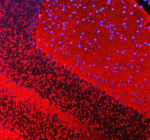 Immunofluorescent staining of SNCB using anti-SNCB antibody (red). SNCB was detected in a paraffin-embedded section of mouse cerebellum tissue. Heat mediated antigen retrieval was performed in EDTA buffer (pH 8.0, epitope retrieval solution). The tissue section was blocked with 10% goat serum. The tissue section was then incubated with 5 ug/ml rabbit anti-SNCB antibody overnight at 4oC. DyLight 550 Conjugated Goat Anti-Rabbit IgG was used as secondary antibody at 1:500 dilution and incubated for 30 minutes at 37oC. The section was counterstained with DAPI nuclear stain (blue). Visualize using a fluorescence microscope and filter sets appropriate for the label used.