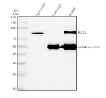 Immunoprecipitation of RPS6KA3 in whole cell lysate. Western blot analysis of RPS6KA3 using anti-RPS6KA3 antibody. Lane 1: whole cell lysates (30ug) Lane 2: Rabbit control IgG instead of anti-RPS6KA3 antibody in whole cell lysate. Lane 3: anti-RPS6KA3 antibody (2ug) + whole cell lysate (500ug) After electrophoresis, proteins were transferred to a membrane. Then the membrane was incubated with rabbit anti-RPS6KA3 antibody at a dilution of 0.5 ug/ml and probed with a goat anti-rabbit IgG-HRP secondary antibody. The signal is developed using ECL Plus Western Blotting Substrate. The expected molecular weight of RPS6KA3 is ~84 kDa.