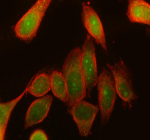 Immunofluorescent staining of RPS6KA3 using anti-RPS6KA3 antibody (green) and anti-Beta Tubulin antibody (red). RPS6KA3 was detected in immunocytochemical section of SiHa cell. Enzyme antigen retrieval was performed using IHC enzyme antigen retrieval reagent for 15 mins. The cells were blocked with 10% goat serum. And then incubated with 5 ug/ml rabbit anti-RPS6KA3 antibody and mouse anti-Beta Tubulin antibody overnight at 4oC. DyLight 488 Conjugated Goat Anti-Rabbit IgG and DyLight 594 Conjugated Goat Anti-Mouse IgG were used as secondary antibody at 1:500 dilution and incubated for 30 minutes at 37oC. Visualize using a fluorescence microscope and filter sets appropriate for the label used.