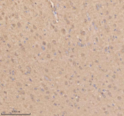 Immunohistochemical staining of GSTO1 using anti-GSTO1 antibody. GSTO1 was detected in a paraffin-embedded section of rat brain tissue. Heat mediated antigen retrieval was performed in EDTA buffer (pH 8.0, epitope retrieval solution). The tissue section was blocked with 10% goat serum. The tissue section was then incubated with 2 ug/ml rabbit anti-GSTO1 antibody overnight at 4oC. Peroxidase Conjugated Goat Anti-rabbit IgG was used as secondary antibody and incubated for 30 minutes at 37oC. The tissue section was developed using an HRP secondary and DAB substrate.