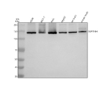 Western blot analysis of SUPT16H using anti-SUPT16H antibody. Electrophoresis was performed on a 8% SDS-PAGE gel at 80V (Stacking gel) / 120V (Resolving gel) for 2 hours. Lane 1: human whole cell lysates, Lane 2: human MCF-7 whole cell lysates, Lane 3: human Hela whole cell lysates, Lane 4: human HepG2 whole cell lysates, Lane 5: rat testis tissue lysates, Lane 6: mouse testis tissue lysates. After electrophoresis, proteins were transferred to a nitrocellulose membrane at 150 mA for 50-90 minutes. Blocked the membrane with 5% non-fat milk/TBS for 1.5 hour at RT. The membrane was incubated with rabbit anti-SUPT16H antibody at 0.5 ug/ml overnight at 4oC, then washed with TBS-0.1%Tween 3 times with 5 minutes each and probed with a goat anti-rabbit IgG-HRP secondary antibody at a dilution of 1:5000 for 1.5 hour at RT. The signal was developed using an ECL Plus Western Blotting Substrate. SUPT16H (~120 kDa predicted) was detected at ~140 kDa across multiple lysates, consistent with the known anomalous migration of phosphorylated SPT16 caused by its acidic C-terminal domain and extensive post-translational modification.