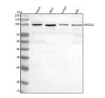 Western blot analysis of GAS2L2 using anti-GAS2L2 antibody. Lane 1: human Hacat whole cell lysates, Lane 2: human 293T whole cell lysates, Lane 3: human Jurkat whole cell lysates, Lane 4: human HEL whole cell lysates. After electrophoresis, proteins were transferred to a nitrocellulose membrane at 150 mA for 50-90 minutes. Blocked the membrane with 5% non-fat milk/TBS for 1.5 hour at RT. The membrane was incubated with rabbit anti-GAS2L2 antibody at 0.5 ug/ml overnight at 4oC, then washed with TBS-0.1%Tween 3 times with 5 minutes each and probed with a goat anti-rabbit IgG-HRP secondary antibody at a dilution of 1:5000 for 1.5 hour at RT. The signal was developed using enhanced chemiluminescent. A specific band was detected for GAS2L2 at approximately 97 kDa. The expected molecular weight of GAS2L2 is ~97 kDa.