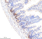 Immunohistochemical staining of LGR5 using anti-LGR5 antibody. LGR5 was detected in a paraffin-embedded section of rat small intestine tissue. Heat mediated antigen retrieval was performed in EDTA buffer (pH 8.0, epitope retrieval solution). The tissue section was blocked with 10% goat serum. The tissue section was then incubated with 2 ug/ml rabbit anti-LGR5 antibody overnight at 4oC. Peroxidase Conjugated Goat Anti-rabbit IgG was used as secondary antibody and incubated for 30 minutes at 37oC. The tissue section was developed using an HRP secondary and DAB substrate.