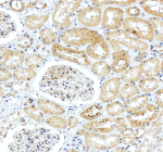 Immunohistochemical staining of LGR5 using anti-LGR5 antibody. LGR5 was detected in a paraffin-embedded section of human kidney tissue. Heat mediated antigen retrieval was performed in EDTA buffer (pH 8.0, epitope retrieval solution). The tissue section was blocked with 10% goat serum. The tissue section was then incubated with 2 ug/ml rabbit anti-LGR5 antibody overnight at 4oC. Peroxidase Conjugated Goat Anti-rabbit IgG was used as secondary antibody and incubated for 30 minutes at 37oC. The tissue section was developed using an HRP secondary and DAB substrate.