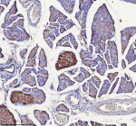 Immunohistochemical staining of NPTX2 using anti-NPTX2 antibody. NPTX2 was detected in a paraffin-embedded section of mouse pancreas tissue. Heat mediated antigen retrieval was performed in EDTA buffer (pH 8.0, epitope retrieval solution). The tissue section was blocked with 10% goat serum. The tissue section was then incubated with 2 ug/ml rabbit anti-NPTX2 antibody overnight at 4oC. Peroxidase Conjugated Goat Anti-rabbit IgG was used as secondary antibody and incubated for 30 minutes at 37oC. The tissue section was developed using an HRP secondary and DAB substrate.