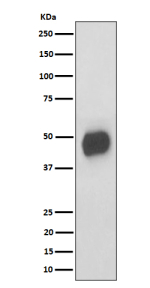 Western blot analysis of CD147 expression in mouse RAW264.7 cell lysate using Bsg antibody. Predicted molecular weight ~42 kDa but may be observed at higher molecular weights due to glycosylation.