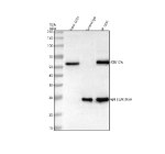 Immunoprecipitating STK17A in U251 whole cell lysate. Western blot analysis of STK17A using anti-STK17A antibody. Lane 1: U251 whole cell lysates (30ug), Lane 2: Rabbit control IgG instead of anti-STK17A antibody in U251 whole cell lysate, Lane 3: anti-STK17A antibody (2ug) + U251 whole cell lysate (500ug). After electrophoresis, proteins were transferred to a membrane. Then the membrane was incubated with rabbit anti-STK17A antibody at a dilution of 0.5 ug/ml and probed with a mouse anti-rabbit IgG-HRP secondary antibody (Light Chain). The signal is developed using ECL Plus Western Blotting Substrate. STK17A (~47 kDa predicted) was detected as a major band at ~53 kDa, consistent with phosphorylation-dependent migration shift and the acidic C-terminal domain known to cause slower SDS-PAGE mobility.