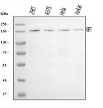 Western blot analysis of KIF7 using anti-KIF7 antibody. Lane 1: human 293T whole cell lysates, Lane 2: human whole cell lysates, Lane 3: human Hela whole cell lysates, Lane 4: human Jurkat whole cell lysates. After electrophoresis, proteins were transferred to a nitrocellulose membrane at 150 mA for 50-90 minutes. Blocked the membrane with 5% non-fat milk/TBS for 1.5 hour at RT. The membrane was incubated with rabbit anti-KIF7 antibody at 0.5 ug/ml overnight at 4oC, then washed with TBS-0.1%Tween 3 times with 5 minutes each and probed with a goat anti-rabbit IgG-HRP secondary antibody at a dilution of 1:5000 for 1.5 hour at RT. The signal was developed using enhanced chemiluminescent. A specific band was detected for KIF7 at approximately 151 kDa. The expected molecular weight of KIF7 is ~151 kDa.