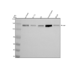 Western blot analysis of NRCAM using anti-NRCAM antibody. Electrophoresis was performed on a 8% SDS-PAGE gel at 80V (Stacking gel) / 120V (Resolving gel) for 2 hours. Lane 1: rat brain tissue lysates, Lane 2: rat PC-12 whole cell lysates, Lane 3: mouse C6 whole cell lysates, Lane 4: mouse brain tissue lysates, Lane 5: mouse SP2/0 whole cell lysates. After electrophoresis, proteins were transferred to a nitrocellulose membrane at 150 mA for 50-90 minutes. Blocked the membrane with 5% non-fat milk/TBS for 1.5 hour at RT. The membrane was incubated with rabbit anti-NRCAM antibody at 0.5 ug/ml overnight at 4oC, then washed with TBS-0.1%Tween 3 times with 5 minutes each and probed with a goat anti-rabbit IgG-HRP secondary antibody at a dilution of 1:5000 for 1.5 hour at RT. The signal was developed using an ECL Plus Western Blotting Substrate. NRCAM (~144 kDa predicted) was detected as a doublet around ~136 kDa, consistent with the known differential glycosylation and proteolytic processing that produce multiple mature NrCAM species.