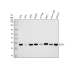 Western blot analysis of RPS3A using anti-RPS3A antibody. Electrophoresis was performed on a 10% SDS-PAGE gel at 80V (Stacking gel) / 120V (Resolving gel) for 2 hours. Lane 1: human Hela whole cell lysates, Lane 2: human whole cell lysates, Lane 3: human whole cell lysates, Lane 4: human HepG2 whole cell lysates, Lane 5: rat lung tissue lysates, Lane 6: rat H9C2 whole cell lysates, Lane 7: mouse lung tissue lysates, Lane 8: mouse NIH/3T3 whole cell lysates. After electrophoresis, proteins were transferred to a nitrocellulose membrane at 150 mA for 50-90 minutes. Blocked the membrane with 5% non-fat milk/TBS for 1.5 hour at RT. The membrane was incubated with rabbit anti-RPS3A antibody at 0.5 ug/ml overnight at 4oC, then washed with TBS-0.1%Tween 3 times with 5 minutes each and probed with a goat anti-rabbit IgG-HRP secondary antibody at a dilution of 1:5000 for 1.5 hour at RT. The signal was developed using an ECL Plus Western Blotting Substrate. RPS3A (~30 kDa predicted) was detected at ~34-35 kDa, consistent with the known upward mobility shift of basic ribosomal proteins caused by phosphorylation and reduced SDS binding.