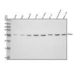 Western blot analysis of PSMA6 using anti-PSMA6 antibody. Electrophoresis was performed on a 12% SDS-PAGE gel at 80V (Stacking gel) / 120V (Resolving gel) for 2 hours. Lane 1: human whole cell lysates, Lane 2: human 293T whole cell lysates, Lane 3: human HepG2 whole cell lysates, Lane 4: human Jurkat whole cell lysates, Lane 5: rat testis tissue lysates, Lane 6: rat PC-12 whole cell lysates, Lane 7: mouse testis tissue lysates, Lane 8: mouse Neuro-2a whole cell lysates. After electrophoresis, proteins were transferred to a nitrocellulose membrane at 150 mA for 50-90 minutes. Blocked the membrane with 5% non-fat milk/TBS for 1.5 hour at RT. The membrane was incubated with rabbit anti-PSMA6 antibody at 0.5 ug/ml overnight at 4oC, then washed with TBS-0.1%Tween 3 times with 5 minutes each and probed with a goat anti-rabbit IgG-HRP secondary antibody at a dilution of 1:5000 for 1.5 hour at RT. The signal was developed using an ECL Plus Western Blotting Substrate. A specific band was detected for PSMA6 at approximately 27 kDa. The expected molecular weight of PSMA6 is ~27 kDa.