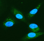 Immunofluorescent staining of PSMA6 using anti-PSMA6 antibody (green). PSMA6 was detected in an immunocytochemical section of cells. Enzyme antigen retrieval was performed using IHC enzyme antigen retrieval reagent for 15 mins. The cells were blocked with 10% goat serum. And then incubated with 5 ug/ml rabbit anti-PSMA6 antibody overnight at 4oC. DyLight 488 Conjugated Goat Anti-Rabbit IgG was used as secondary antibody at 1:500 dilution and incubated for 30 minutes at 37oC. The section was counterstained with DAPI nuclear stain (blue). Visualize using a fluorescence microscope and filter sets appropriate for the label used.