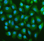 Immunofluorescent staining of BCAP31 using anti-BCAP31 antibody (green). BCAP31 was detected in an immunocytochemical section of cells. Enzyme antigen retrieval was performed using IHC enzyme antigen retrieval reagent for 15 mins. The cells were blocked with 10% goat serum. And then incubated with 5 ug/ml rabbit anti-BCAP31 antibody overnight at 4oC. DyLight 488 Conjugated Goat Anti-Rabbit IgG was used as secondary antibody at 1:500 dilution and incubated for 30 minutes at 37oC. The section was counterstained with DAPI nuclear stain (blue). Visualize using a fluorescence microscope and filter sets appropriate for the label used.