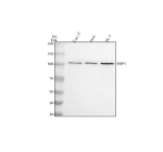 Western blot analysis of BOP1 using anti-BOP1 antibody. Electrophoresis was performed on a 8% SDS-PAGE gel at 80V (Stacking gel) / 120V (Resolving gel) for 2 hours. Lane 1: human Caco-2 whole cell lysates, Lane 2: human Hela whole cell lysates, Lane 3: human PC-3 whole cell lysates. After electrophoresis, proteins were transferred to a nitrocellulose membrane at 150 mA for 50-90 minutes. Blocked the membrane with 5% non-fat milk/TBS for 1.5 hour at RT. The membrane was incubated with rabbit anti-BOP1 antibody at 0.5 ug/ml overnight at 4oC, then washed with TBS-0.1%Tween 3 times with 5 minutes each and probed with a goat anti-rabbit IgG-HRP secondary antibody at a dilution of 1:5000 for 1.5 hour at RT. The signal was developed using an ECL Plus Western Blotting Substrate. BOP1 (~84 kDa predicted) was detected at ~100-110 kDa across multiple cell lysates, consistent with the known phosphorylation-dependent and charge-related upward migration of this nucleolar WD40-repeat protein.