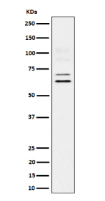 Western blot analysis of BIN1 expression in U87-MG cell lysate.