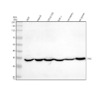 Western blot analysis of TFEC using anti-TFEC antibody. Electrophoresis was performed on a 10% SDS-PAGE gel at 80V (Stacking gel) / 120V (Resolving gel) for 2 hours. Lane 1: human 293T whole cell lysates, Lane 2: human HepG2 whole cell lysates, Lane 3: human COLO-320 whole cell lysates, Lane 4: human THP-1 whole cell lysates, Lane 5: rat kidney tissue lysates, Lane 6: rat spleen tissue lysates. After electrophoresis, proteins were transferred to a nitrocellulose membrane at 150 mA for 50-90 minutes. Blocked the membrane with 5% non-fat milk/TBS for 1.5 hour at RT. The membrane was incubated with rabbit anti-TFEC antibody at 0.5 ug/ml overnight at 4oC, then washed with TBS-0.1%Tween 3 times with 5 minutes each and probed with a goat anti-rabbit IgG-HRP secondary antibody at a dilution of 1:5000 for 1.5 hour at RT. The signal was developed using an ECL Plus Western Blotting Substrate. TFEC (~39 kDa predicted) was detected as a single band at ~35 kDa, consistent with published reports that endogenous TFEC migrates near 35-39 kDa and can present additional higher species in some contexts.