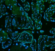 Immunofluorescent staining of FFPE human placental tissue with MICALL1 antibody (green) and DAPI nuclear stain (blue). HIER: steam section in pH8 EDTA buffer for 20 min.
