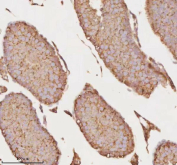 Immunohistochemical staining of MICALL1 using anti-MICALL1 antibody. MICALL1 was detected in a paraffin-embedded section of mouse testis tissue. Heat mediated antigen retrieval was performed in EDTA buffer (pH 8.0, epitope retrieval solution). The tissue section was blocked with 10% goat serum. The tissue section was then incubated with 2 ug/ml rabbit anti-MICALL1 antibody overnight at 4oC. Peroxidase Conjugated Goat Anti-rabbit IgG was used as secondary antibody and incubated for 30 minutes at 37oC. The tissue section was developed using an HRP secondary and DAB substrate.