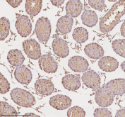 Immunohistochemical staining of MICALL1 using anti-MICALL1 antibody. MICALL1 was detected in a paraffin-embedded section of rat testis tissue. Heat mediated antigen retrieval was performed in EDTA buffer (pH 8.0, epitope retrieval solution). The tissue section was blocked with 10% goat serum. The tissue section was then incubated with 2 ug/ml rabbit anti-MICALL1 antibody overnight at 4oC. Peroxidase Conjugated Goat Anti-rabbit IgG was used as secondary antibody and incubated for 30 minutes at 37oC. The tissue section was developed using an HRP secondary and DAB substrate.