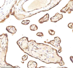 Immunohistochemical staining of MICALL1 using anti-MICALL1 antibody. MICALL1 was detected in a paraffin-embedded section of human placenta tissue. Heat mediated antigen retrieval was performed in EDTA buffer (pH 8.0, epitope retrieval solution). The tissue section was blocked with 10% goat serum. The tissue section was then incubated with 2 ug/ml rabbit anti-MICALL1 antibody overnight at 4oC. Peroxidase Conjugated Goat Anti-rabbit IgG was used as secondary antibody and incubated for 30 minutes at 37oC. The tissue section was developed using an HRP secondary and DAB substrate.