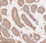 Immunohistochemical staining of MICALL1 using anti-MICALL1 antibody. MICALL1 was detected in a paraffin-embedded section of mouse testis tissue. Heat mediated antigen retrieval was performed in EDTA buffer (pH 8.0, epitope retrieval solution). The tissue section was blocked with 10% goat serum. The tissue section was then incubated with 2 ug/ml rabbit anti-MICALL1 antibody overnight at 4oC. Peroxidase Conjugated Goat Anti-rabbit IgG was used as secondary antibody and incubated for 30 minutes at 37oC. The tissue section was developed using an HRP secondary and DAB substrate.
