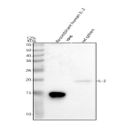Western blot analysis of IL2 using anti-IL2 antibody. Lane 1: recombinant human IL-2 protein 10 ng, Lane 2: rat spleen tissue lysates. After electrophoresis, proteins were transferred to a nitrocellulose membrane at 150 mA for 50-90 minutes. Blocked the membrane with 5% non-fat milk/TBS for 1.5 hour at RT. The membrane was incubated with rabbit anti-IL2 antibody at 0.5 ug/ml overnight at 4oC, then washed with TBS-0.1%Tween 3 times with 5 minutes each and probed with a goat anti-rabbit IgG-HRP secondary antibody at a dilution of 1:5000 for 1.5 hour at RT. The signal was developed using enhanced chemiluminescent. A specific band was detected for IL2 at approximately 18 kDa. The expected molecular weight of IL2 is ~18 kDa.