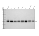 Western blot analysis of MSI2 using anti-MSI2 antibody. Electrophoresis was performed on a 10% SDS-PAGE gel at 80V (Stacking gel) / 120V (Resolving gel) for 2 hours. Lane 1: human SH-SY5Y whole cell lysates, Lane 2: human RT4 whole cell lysates, Lane 3: human U251 whole cell lysates, Lane 4: human HepG2 whole cell lysates, Lane 5: rat brain tissue lysates, Lane 6: rat C6 tissue lysates, Lane 7: mouse brain tissue lysates, Lane 8: mouse Neuro-2a tissue lysates. After electrophoresis, proteins were transferred to a nitrocellulose membrane at 150 mA for 50-90 minutes. Blocked the membrane with 5% non-fat milk/TBS for 1.5 hour at RT. The membrane was incubated with rabbit anti-MSI2 antibody at 0.5 ug/ml overnight at 4oC, then washed with TBS-0.1%Tween 3 times with 5 minutes each and probed with a goat anti-rabbit IgG-HRP secondary antibody at a dilution of 1:5000 for 1.5 hour at RT. The signal was developed using an ECL Plus Western Blotting Substrate. MSI2 (~35-39 kDa predicted, isoform-dependent) was detected as a tight doublet at ~35-38 kDa, consistent with documented phosphorylation-dependent mobility shifts and small isoform size differences for MSI2.