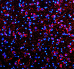 Immunofluorescent staining of MSI2 using anti-MSI2 antibody (red). MSI2 was detected in a paraffin-embedded section of rat brain tissue. Heat mediated antigen retrieval was performed in EDTA buffer (pH 8.0, epitope retrieval solution). The tissue section was blocked with 10% goat serum. The tissue section was then incubated with 5 ug/ml rabbit anti-MSI2 antibody overnight at 4oC. Cy3 Conjugated Goat Anti-Rabbit IgG was used as secondary antibody at 1:500 dilution and incubated for 30 minutes at 37oC. The section was counterstained with DAPI nuclear stain (blue). Visualize using a fluorescence microscope and filter sets appropriate for the label used.