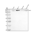 Western blot analysis of UBR5 using anti-UBR5 antibody. Electrophoresis was performed on a 8% SDS-PAGE gel at 80V (Stacking gel) / 120V (Resolving gel) for 2 hours. Lane 1: human T-47D whole cell lysates, Lane 2: human MCF-7 whole cell lysates, Lane 3: rat brain tissue lysates, Lane 4: mouse brain tissue lysates. After electrophoresis, proteins were transferred to a nitrocellulose membrane at 150 mA for 50-90 minutes. Blocked the membrane with 5% non-fat milk/TBS for 1.5 hour at RT. The membrane was incubated with rabbit anti-UBR5 antibody at 0.5 ug/ml overnight at 4oC, then washed with TBS-0.1%Tween 3 times with 5 minutes each and probed with a goat anti-rabbit IgG-HRP secondary antibody at a dilution of 1:5000 for 1.5 hour at RT. The signal was developed using an ECL Plus Western Blotting Substrate. A prominent band is detected at ~280 kDa, slightly lower than the canonical ~300 kDa UBR5 reported in the literature. The ~280 kDa signal is compatible with a documented shorter UBR5 isoform (~2,552 aa, ~283 kDa) and with common high-molecular-weight migration variability.