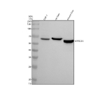 Western blot analysis of MFSD2A using anti-MFSD2A antibody. Electrophoresis was performed on a 10% SDS-PAGE gel at 80V (Stacking gel) / 120V (Resolving gel) for 2 hours. Lane 1: human THP-1 whole cell lysates, Lane 2: rat liver tissue lysates, Lane 3: mouse liver tissue lysates. After electrophoresis, proteins were transferred to a nitrocellulose membrane at 150 mA for 50-90 minutes. Blocked the membrane with 5% non-fat milk/TBS for 1.5 hour at RT. The membrane was incubated with rabbit anti-MFSD2A antibody at 0.5 ug/ml overnight at 4oC, then washed with TBS-0.1%Tween 3 times with 5 minutes each and probed with a goat anti-rabbit IgG-HRP secondary antibody at a dilution of 1:5000 for 1.5 hour at RT. The signal was developed using an ECL Plus Western Blotting Substrate. A specific band was detected for MFSD2A at approximately 60 kDa. The expected molecular weight of MFSD2A is ~60 kDa.