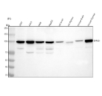 Western blot analysis of SNX25 using anti-SNX25 antibody. Lane 1: human 293T whole cell lysates, Lane 2: human whole cell lysates, Lane 3: human Hela whole cell lysates, Lane 4: human HepG2 whole cell lysates, Lane 5: rat brain tissue lysates, Lane 6: rat thymus tissue lysates, Lane 7: mouse brain tissue lysates, Lane 8: mouse thymus tissue lysates. After electrophoresis, proteins were transferred to a nitrocellulose membrane at 150 mA for 50-90 minutes. Blocked the membrane with 5% non-fat milk/TBS for 1.5 hour at RT. The membrane was incubated with rabbit anti-SNX25 antibody at 0.5 ug/ml overnight at 4oC, then washed with TBS-0.1%Tween 3 times with 5 minutes each and probed with a goat anti-rabbit IgG-HRP secondary antibody at a dilution of 1:5000 for 1.5 hour at RT. The signal was developed using enhanced chemiluminescent. The expected molecular weight of SNX25 is ~98 kDa.