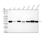 Western blot analysis of POC1A using anti-POC1A antibody. Lane 1: human PC-3 whole cell lysates, Lane 2: human THP-1 whole cell lysates, Lane 3: human U251 whole cell lysates, Lane 4: rat testis tissue lysates, Lane 5: rat thymus tissue lysates, Lane 6: mouse testis tissue lysates, Lane 7: mouse thymus tissue lysates. After electrophoresis, proteins were transferred to a nitrocellulose membrane at 150 mA for 50-90 minutes. Blocked the membrane with 5% non-fat milk/TBS for 1.5 hour at RT. The membrane was incubated with rabbit anti-POC1A antibody at 0.5 ug/ml overnight at 4oC, then washed with TBS-0.1%Tween 3 times with 5 minutes each and probed with a goat anti-rabbit IgG-HRP secondary antibody at a dilution of 1:5000 for 1.5 hour at RT. The signal was developed using enhanced chemiluminescent. The predicted molecular weight of POC1A is ~45 kDa, commonly observed at 40-45 kDa.