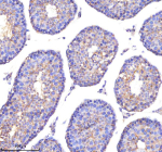 Immunohistochemical staining of POC1A using anti-POC1A antibody. POC1A was detected in a paraffin-embedded section of mouse testis tissue. Heat mediated antigen retrieval was performed in EDTA buffer (pH 8.0, epitope retrieval solution). The tissue section was blocked with 10% goat serum. The tissue section was then incubated with 2 ug/ml rabbit anti-POC1A antibody overnight at 4oC. Peroxidase Conjugated Goat Anti-rabbit IgG was used as secondary antibody and incubated for 30 minutes at 37oC. The tissue section was developed using an HRP secondary and DAB substrate.