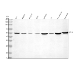 Western blot analysis of SYT12 using anti-SYT12 antibody. Electrophoresis was performed on a 10% SDS-PAGE gel at 80V (Stacking gel) / 120V (Resolving gel) for 2 hours. Lane 1: human RT4 whole cell lysates, Lane 2: human PANC-1 whole cell lysates, Lane 3: human SH-SY5Y whole cell lysates, Lane 4: human SIHA whole cell lysates, Lane 5: rat brain tissue lysates, Lane 6: rat C6 whole cell lysates, Lane 7: mouse brain tissue lysates, Lane 8: mouse Neuro-2a whole cell lysates. After electrophoresis, proteins were transferred to a nitrocellulose membrane at 150 mA for 50-90 minutes. Blocked the membrane with 5% non-fat milk/TBS for 1.5 hour at RT. The membrane was incubated with rabbit anti-SYT12 antibody at 0.5 ug/ml overnight at 4oC, then washed with TBS-0.1%Tween 3 times with 5 minutes each and probed with a goat anti-rabbit IgG-HRP secondary antibody at a dilution of 1:5000 for 1.5 hour at RT. The signal was developed using an ECL Plus Western Blotting Substrate. A specific band was detected for SYT12 at approximately 47 kDa. The expected molecular weight of SYT12 is ~47 kDa.